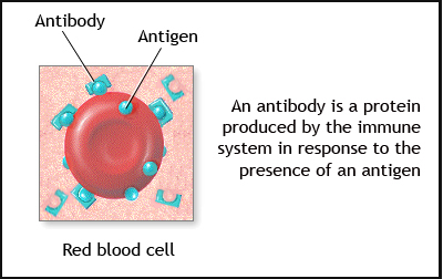Antibody Applications