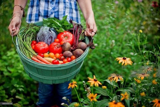 organic food on a budget grow your own food