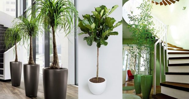 You Have Plans to Sell Your Property indoor plants