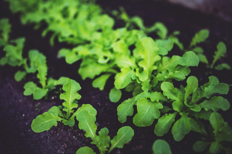 Green Hacks grow your food