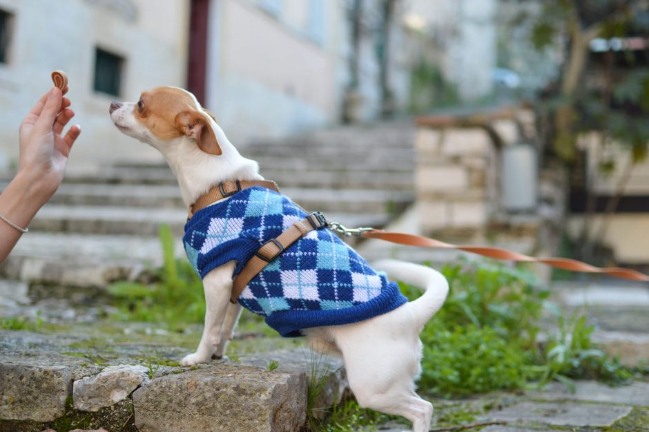 designer coats for your dog