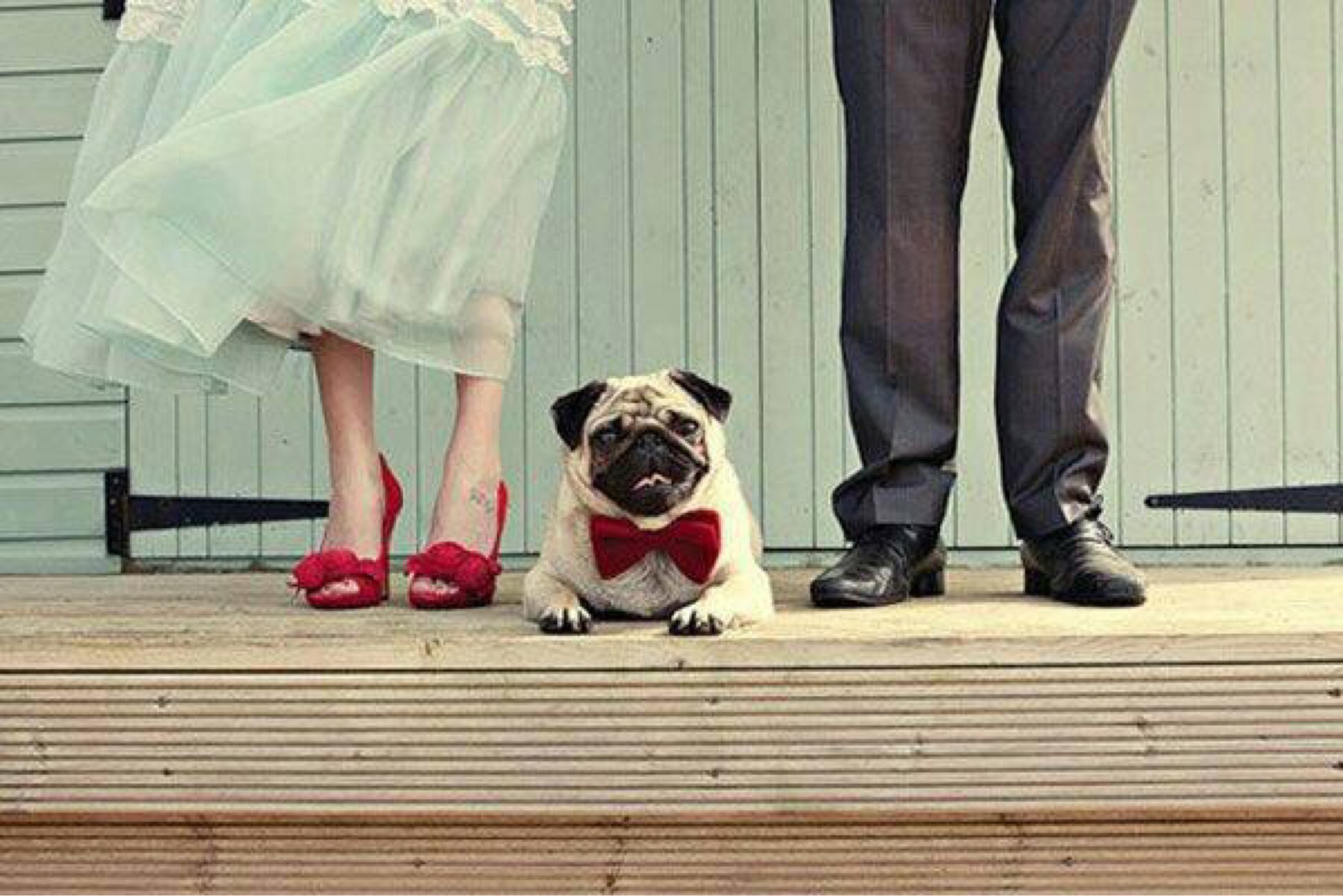 your pet at your wedding