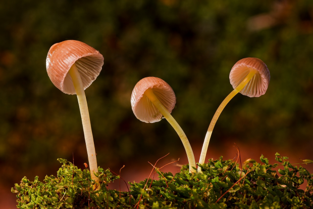 How To Cook With Magic Mushrooms And CBD Oil