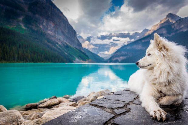 Epic Road Trip Ideas to Take With Your Dog