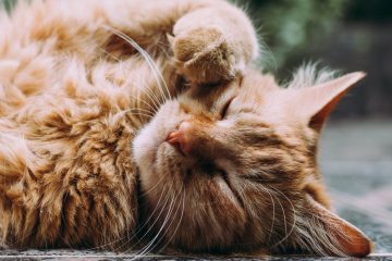 CBD Oil for Cats with Allergies