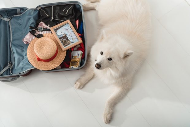 How to Travel Internationally With a Dog
