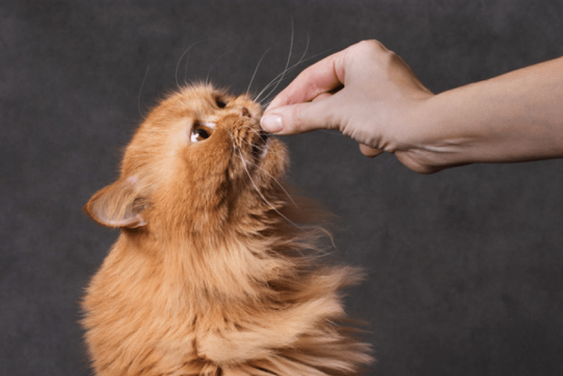 What Are The Benefits Of CBD Cat Treats