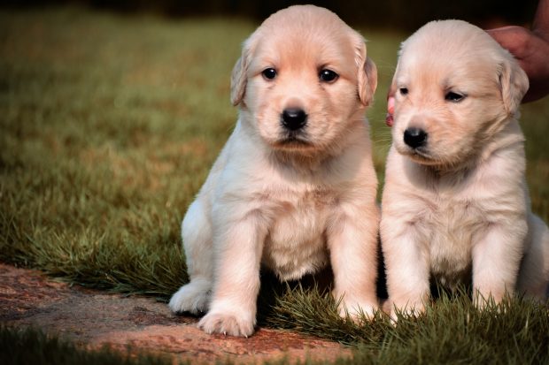 two Labrador puppies