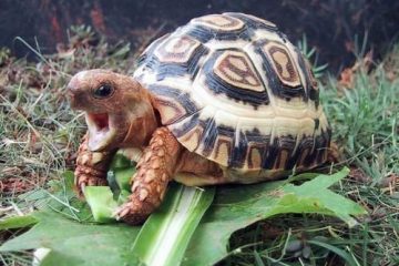 Things To Consider Before Buying Your Pet Tortoise