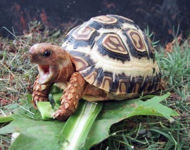 Things To Consider Before Buying Your Pet Tortoise
