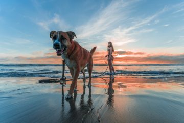 International Travel with Your Dog