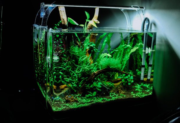 health benefits aquarium fish tank