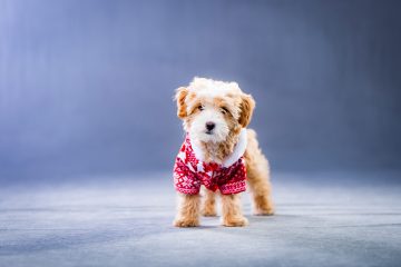 holiday outfits for dogs