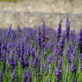 Uses of Lavender Essential Oil