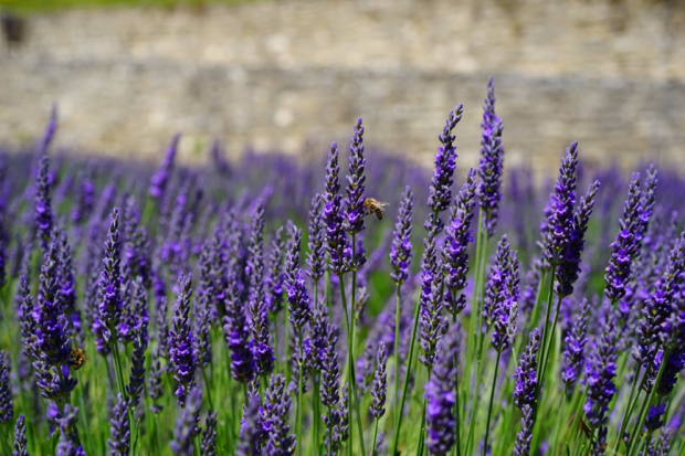 Uses of Lavender Essential Oil