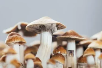 mushrooms golden teacher
