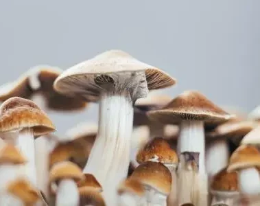 mushrooms golden teacher