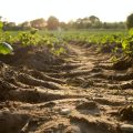 Carbon Sequestration Aid in Soil Health