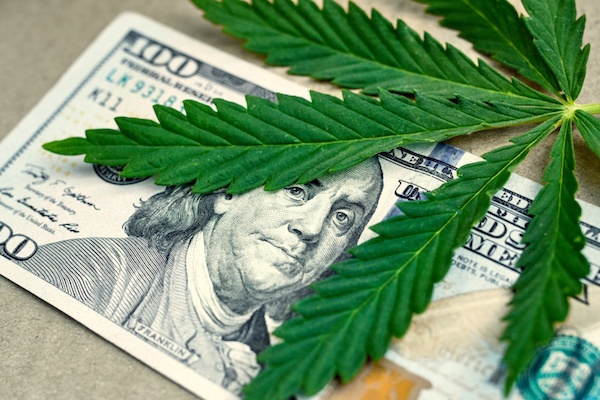 cannabis buyers