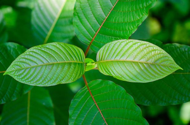 How Kratom Can Enhance Your Workout Routine