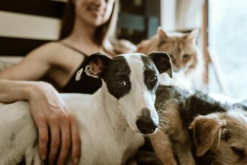 Plan a Pet-Friendly Vacation