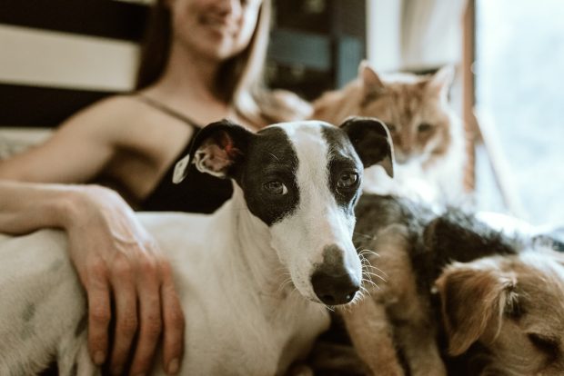 Plan a Pet-Friendly Vacation