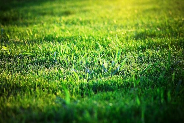 greener lawn