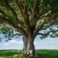 How to Start a Family Tree