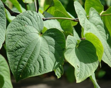health benefits of Kava