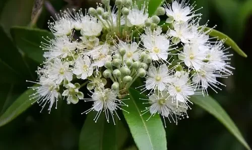 benefits of Lemon Myrtle tea