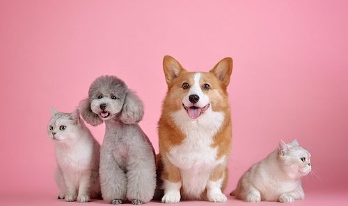 whole team of adorable pets