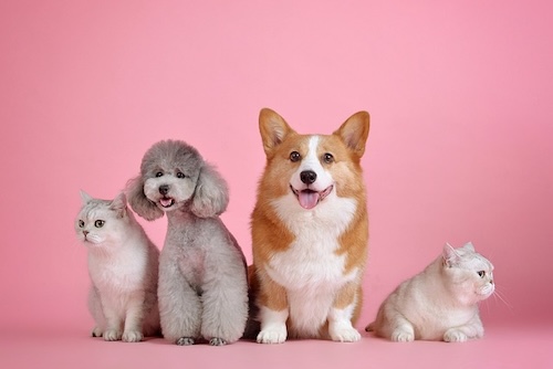 whole team of adorable pets