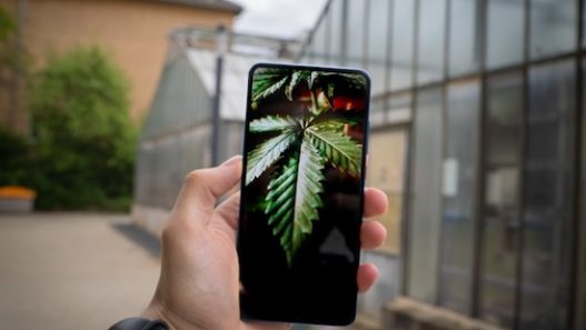 Cannabis experience