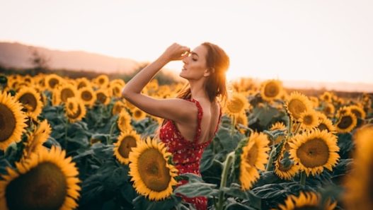sunflowers