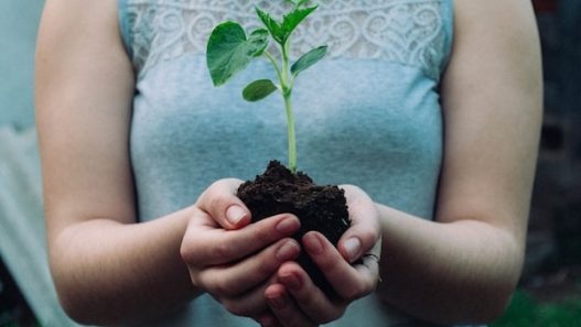gardening for addiction recovery