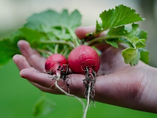 gardening benefit - healthy diet