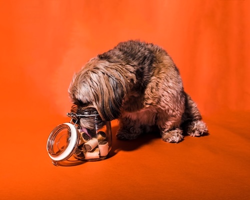 how to introduce dog treats