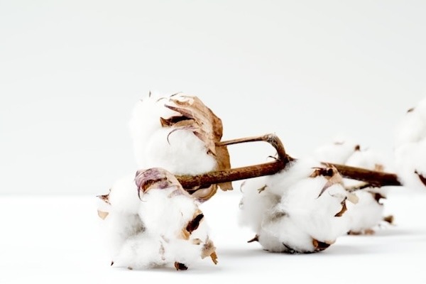 cotton fiber buds