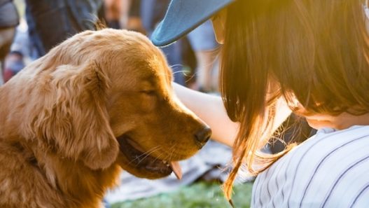 secrets of dog longevity