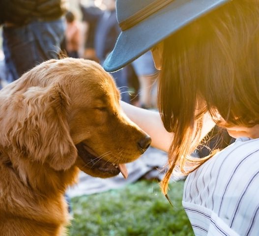 secrets of dog longevity