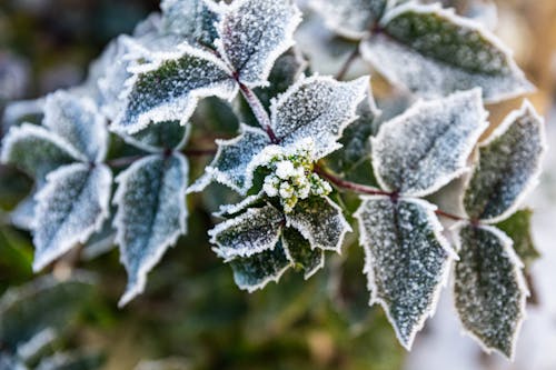 garden in winter