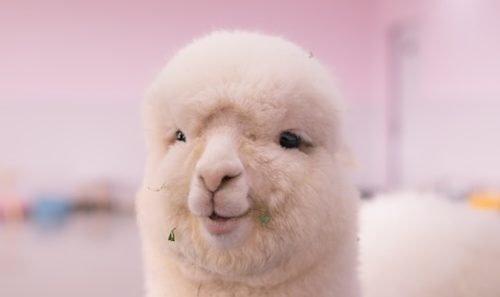 visiting alpaca farm