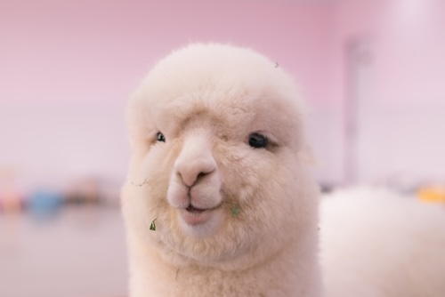 visiting alpaca farm