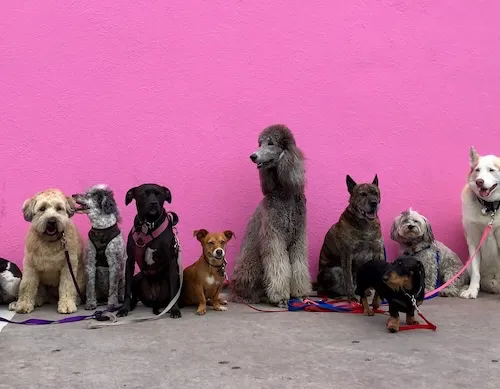 insurance liability for dog walkers