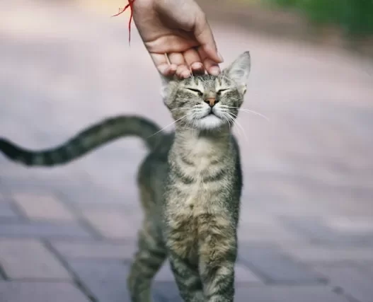 cat tail language